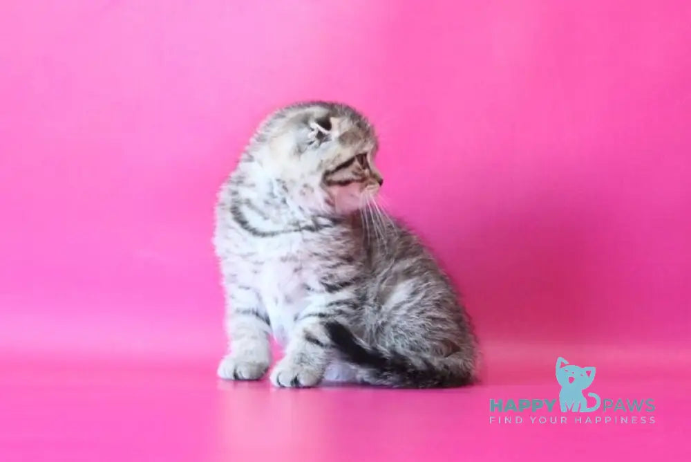 Jacob Scottish Fold male black spotted tabby live animals