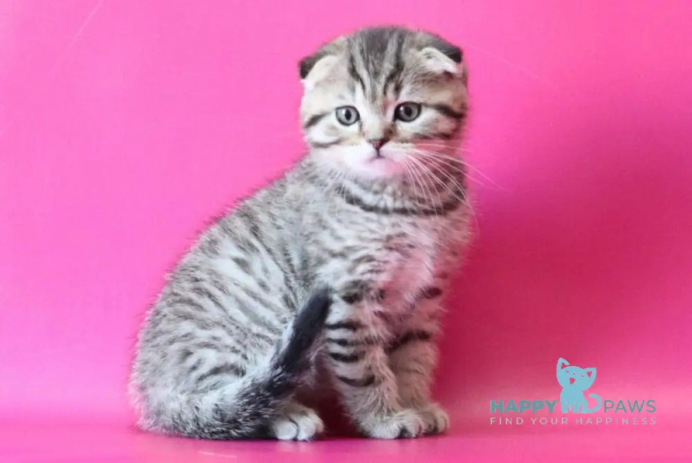 Jacob Scottish Fold male black spotted tabby live animals