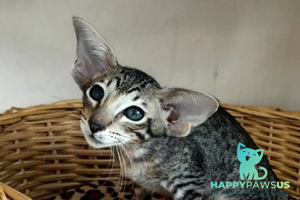Jacomo Casanova Oriental Shorthair male black spotted tabby live animals