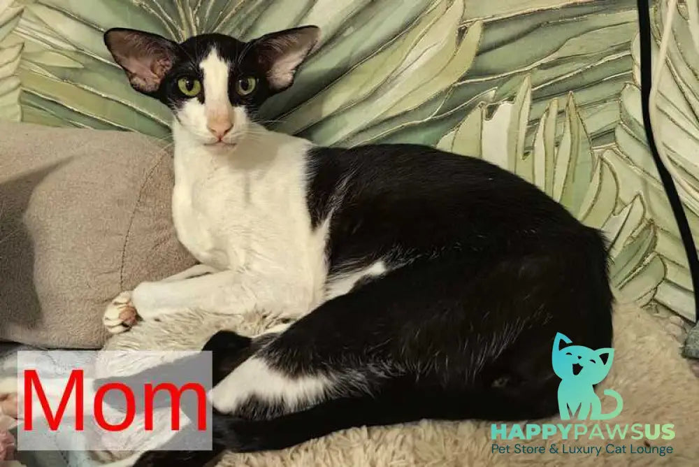 Jacomo Casanova Oriental Shorthair male black spotted tabby live animals