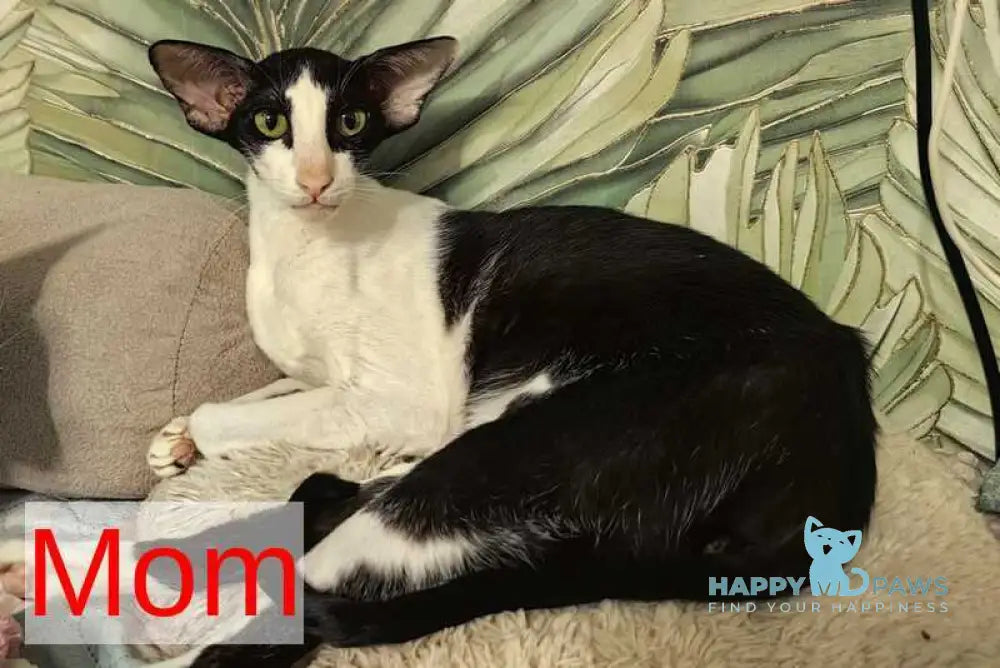 Jacomo Casanova Oriental Shorthair male black spotted tabby live animals