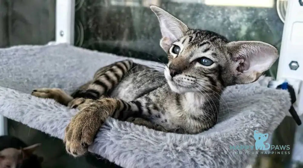 Jacomo Casanova Oriental Shorthair male black spotted tabby live animals