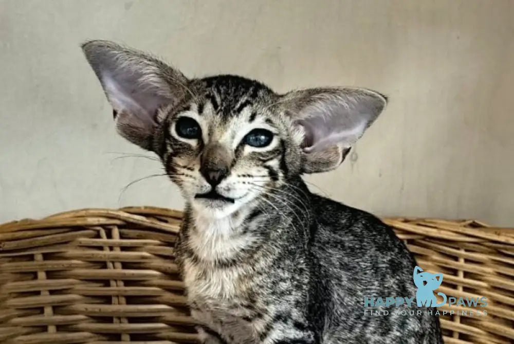 Jacomo Casanova Oriental Shorthair male black spotted tabby live animals