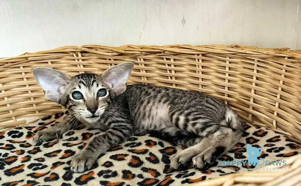 Jacomo Casanova Oriental Shorthair male black spotted tabby live animals