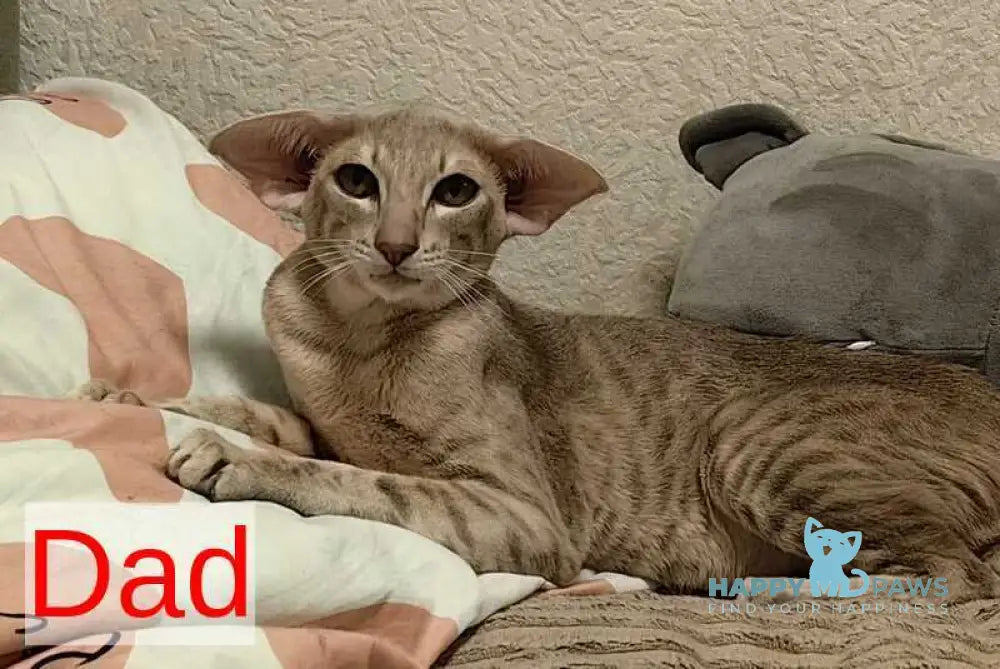 Jacomo Casanova Oriental Shorthair male black spotted tabby live animals