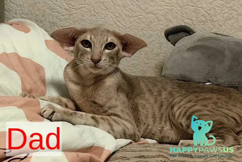 Jacomo Casanova Oriental Shorthair male black spotted tabby live animals
