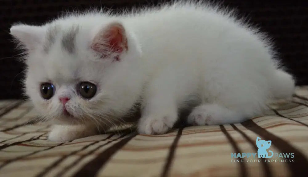 Jacqueline Exotic female white live animals