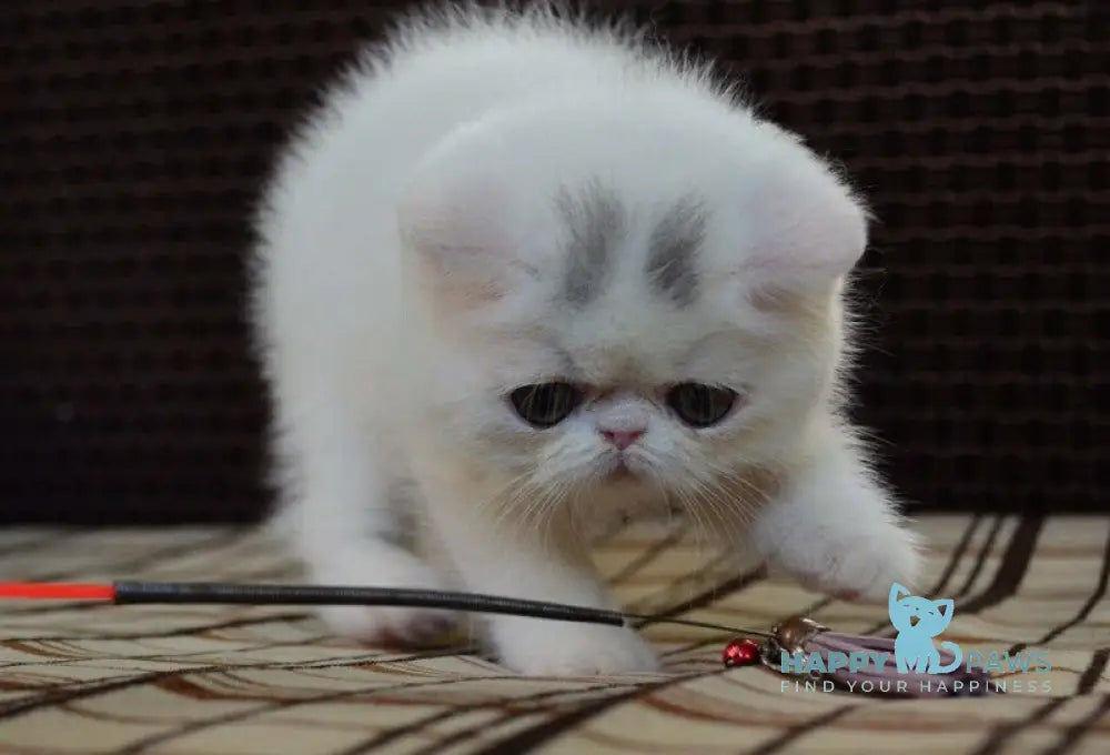 Jacqueline Exotic female white live animals