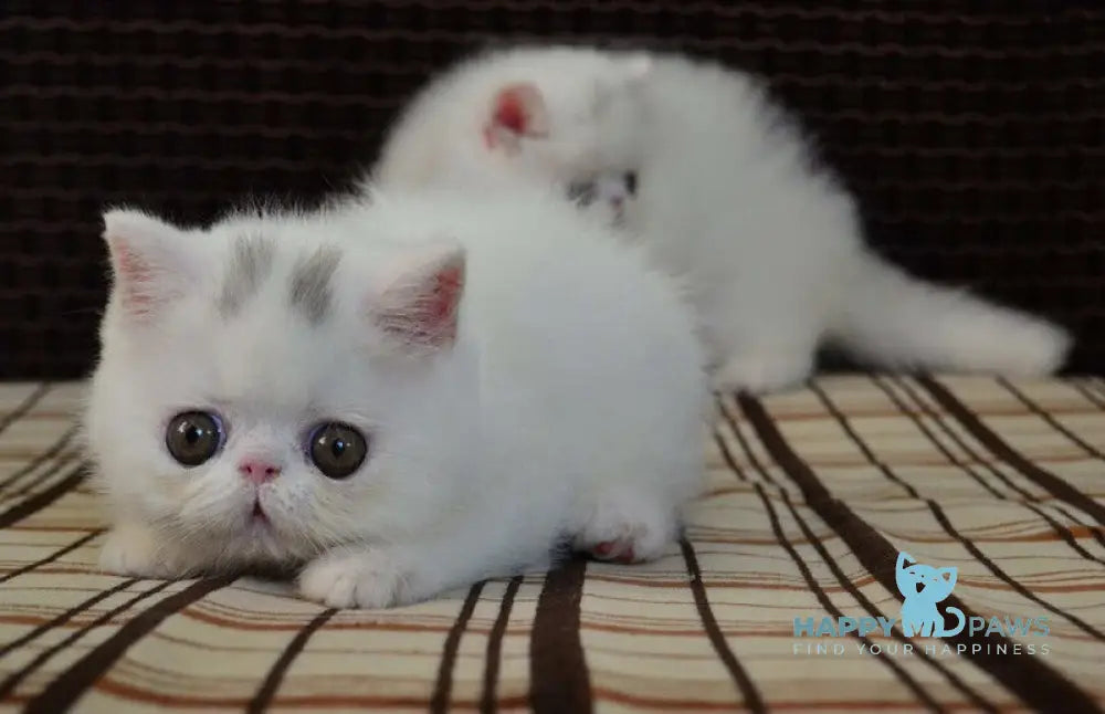 Jacqueline Exotic female white live animals