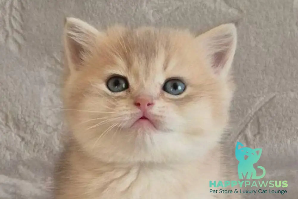 Jacques British Shorthair male blue golden shaded live animals