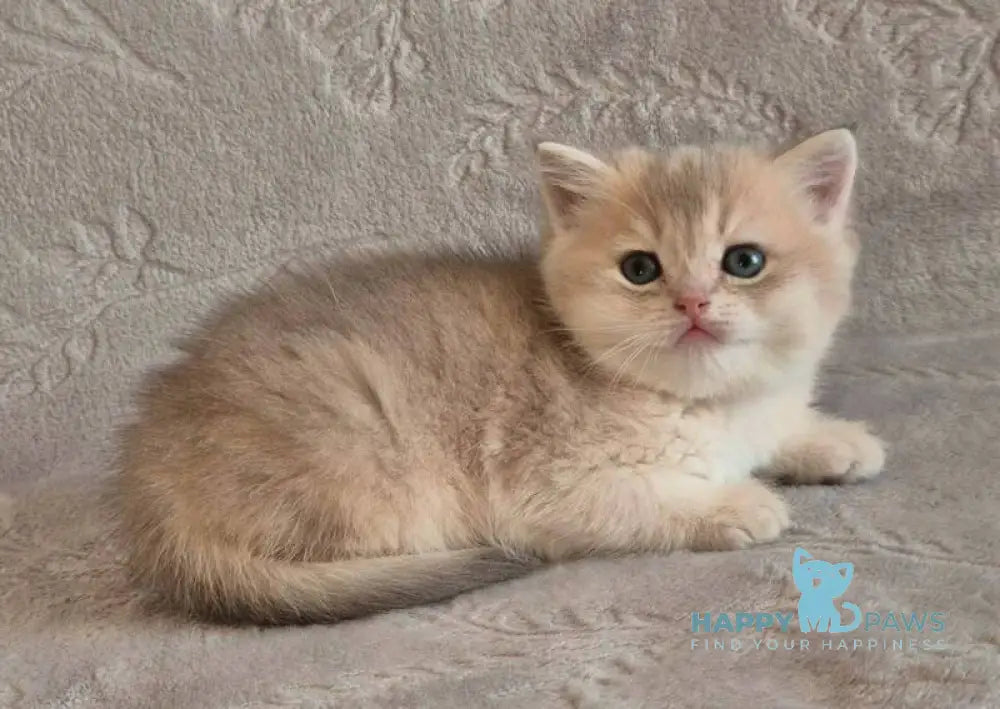 Jacques British Shorthair male blue golden shaded live animals