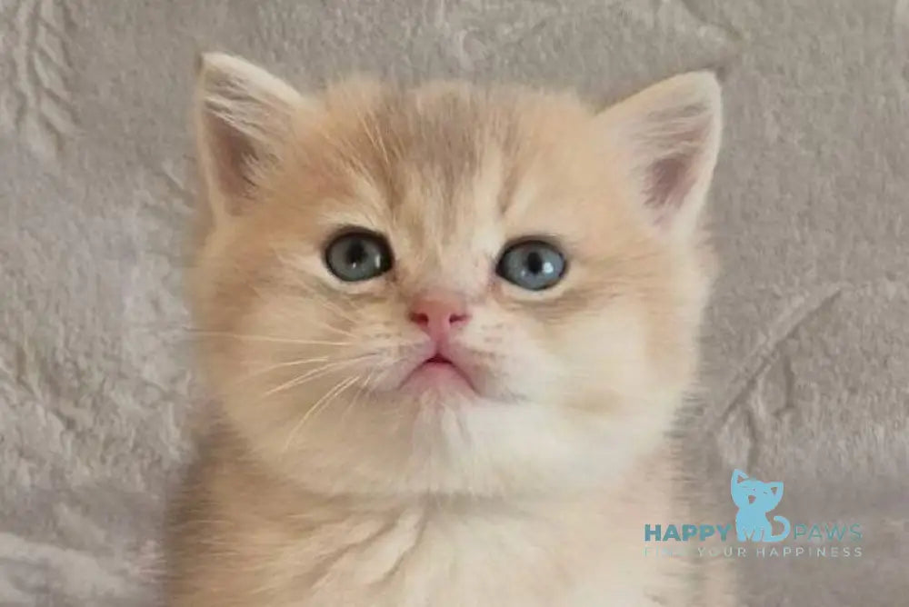 Jacques British Shorthair male blue golden shaded live animals