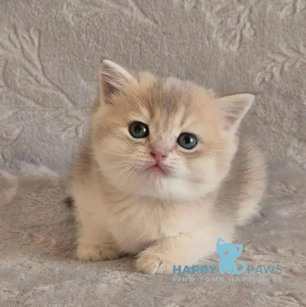 Jacques British Shorthair male blue golden shaded live animals
