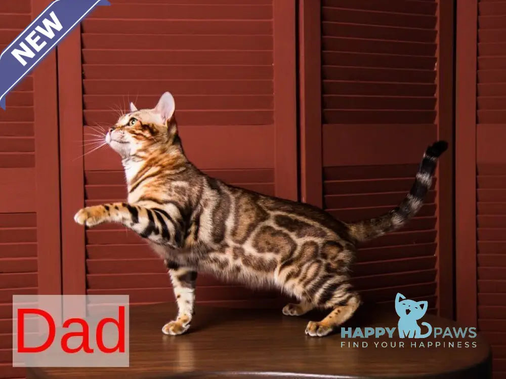 Jade Bengal female black spotted tabby live animals