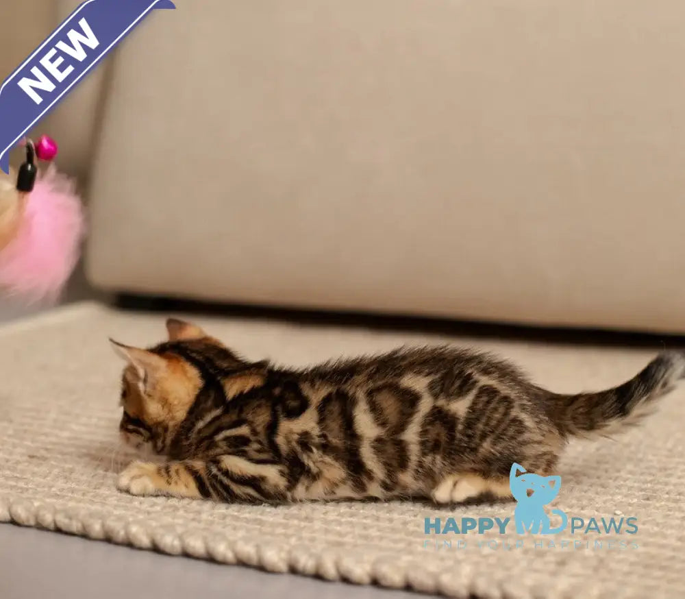 Jade Bengal female black spotted tabby live animals