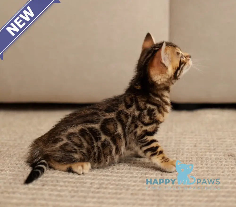 Jade Bengal female black spotted tabby live animals