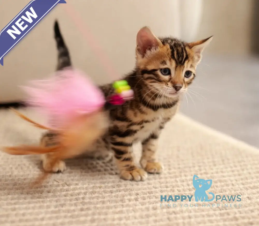 Jade Bengal female black spotted tabby live animals