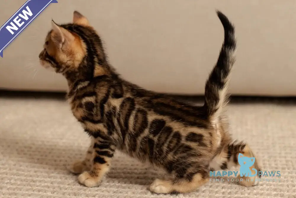 Jade Bengal female black spotted tabby live animals
