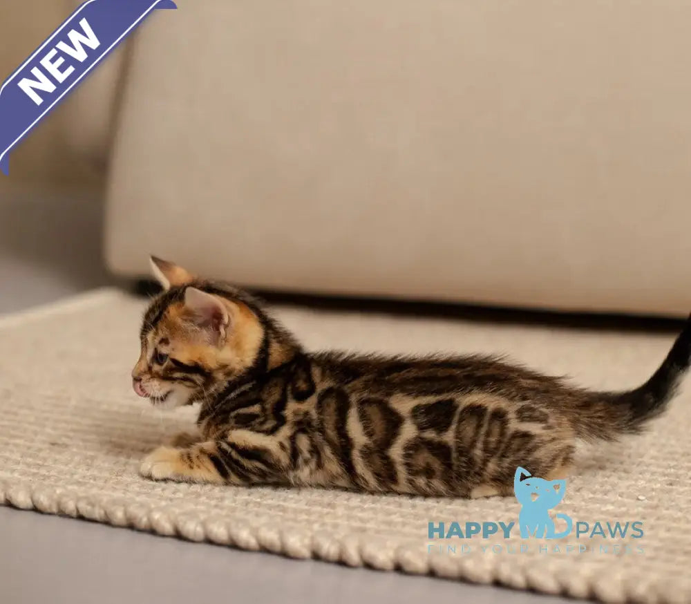 Jade Bengal female black spotted tabby live animals
