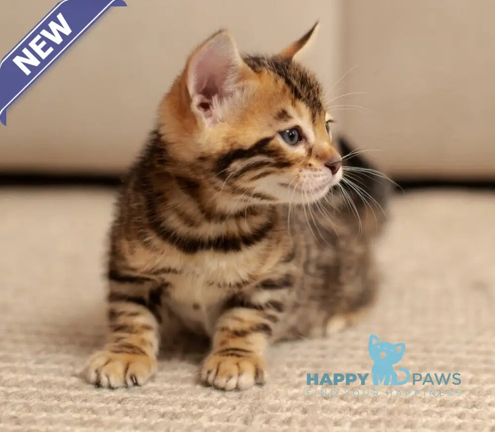 Jade Bengal female black spotted tabby live animals