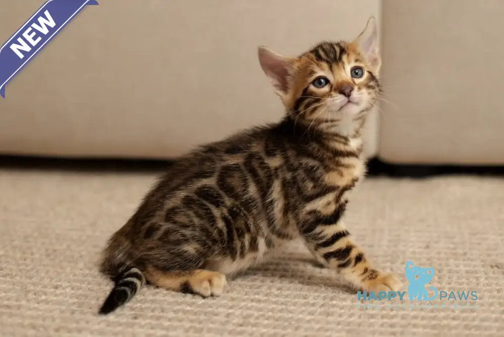Jade Bengal female black spotted tabby live animals