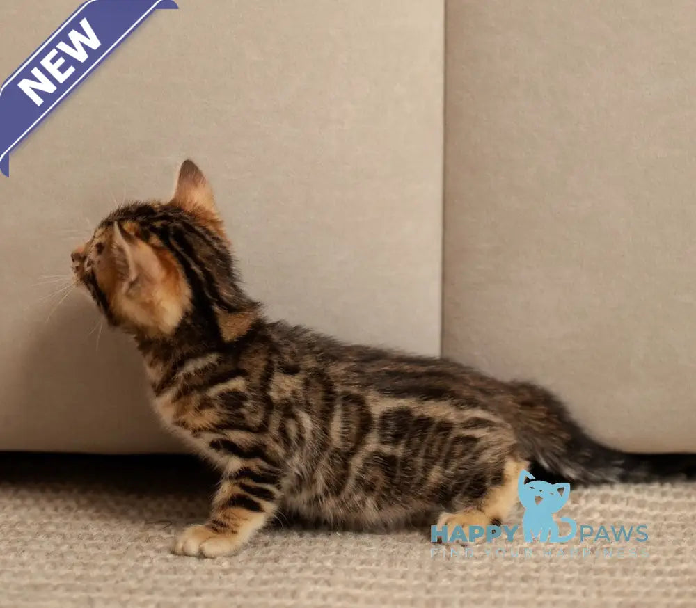 Jade Bengal female black spotted tabby live animals