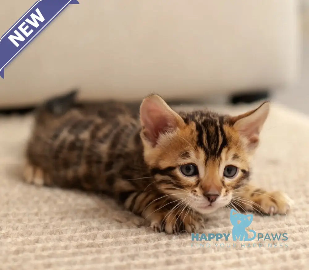 Jade Bengal female black spotted tabby live animals