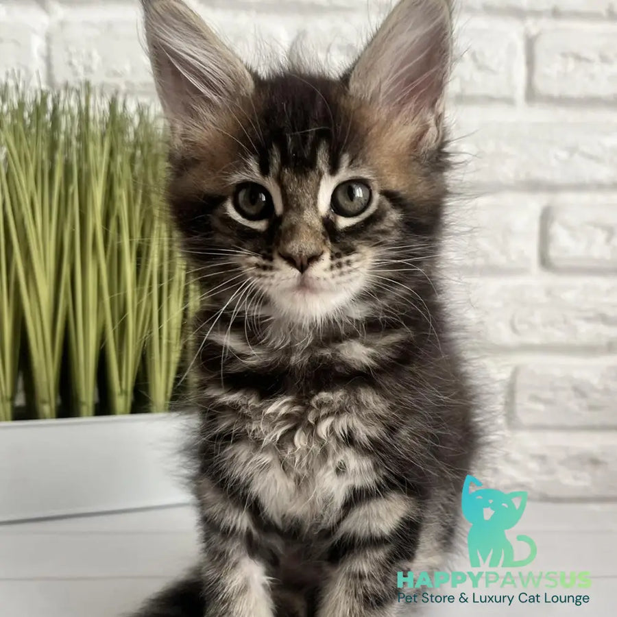 Jade Maine Coon female black tabby - live animals