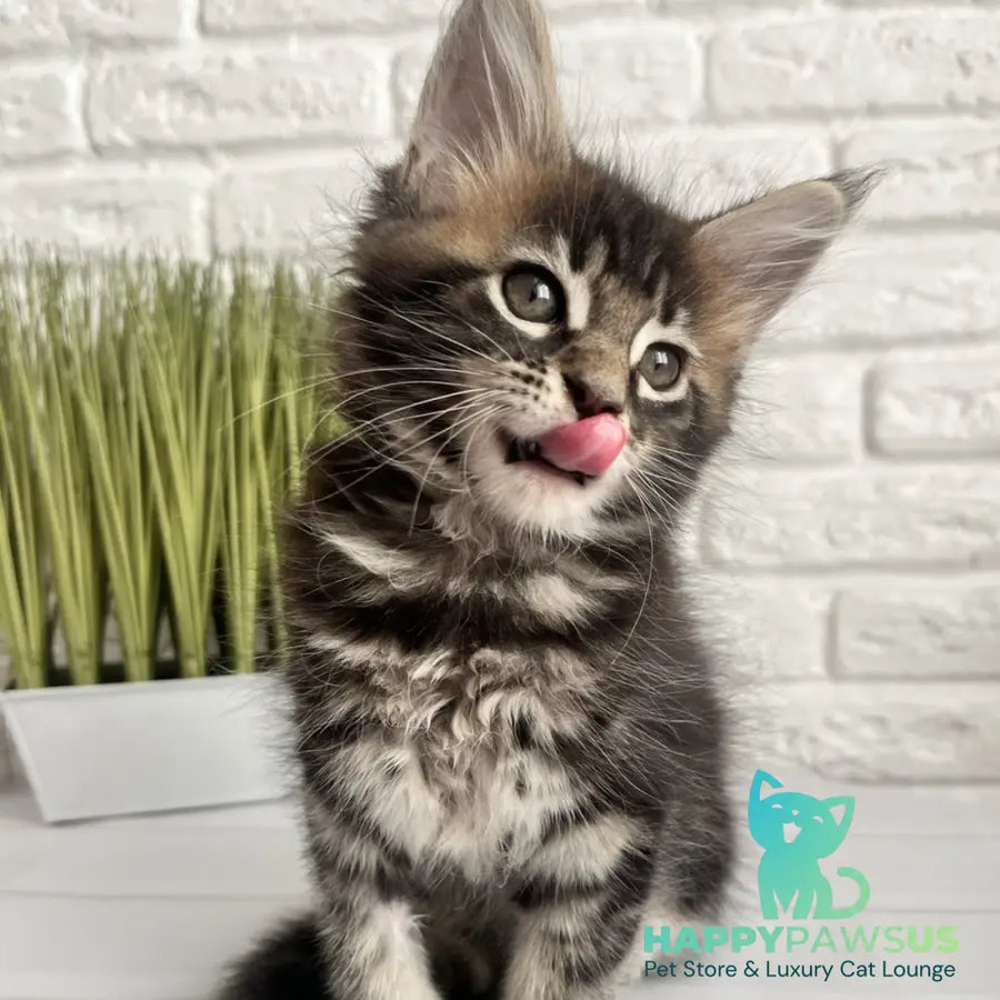 Jade Maine Coon female black tabby - live animals