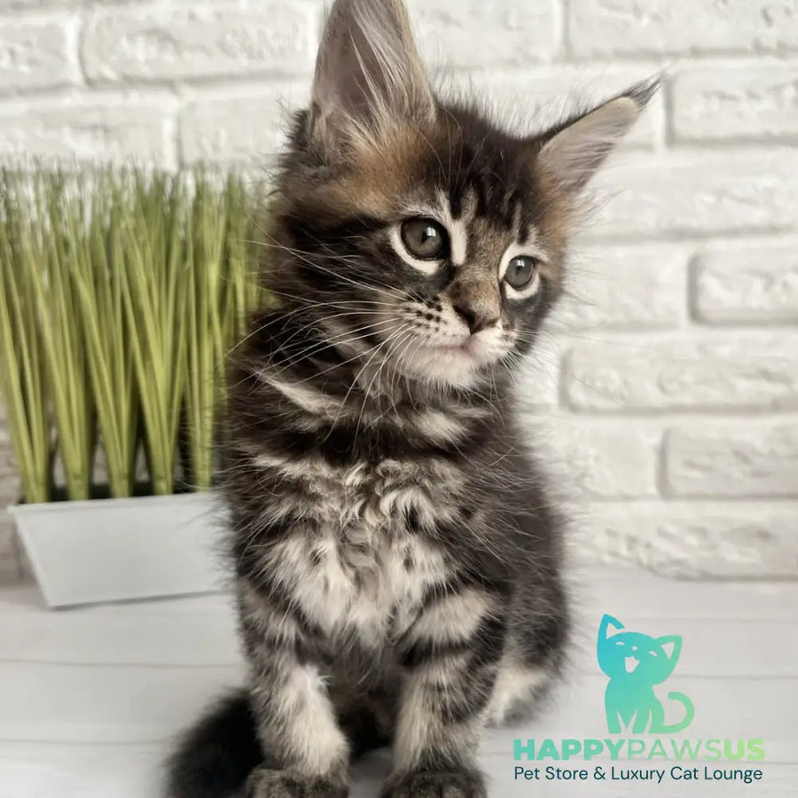 Jade Maine Coon female black tabby - live animals
