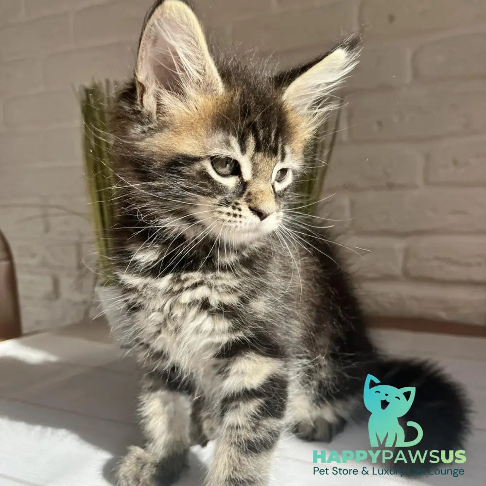 Jade Maine Coon female black tabby - live animals