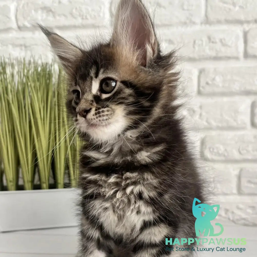 Jade Maine Coon female black tabby - live animals