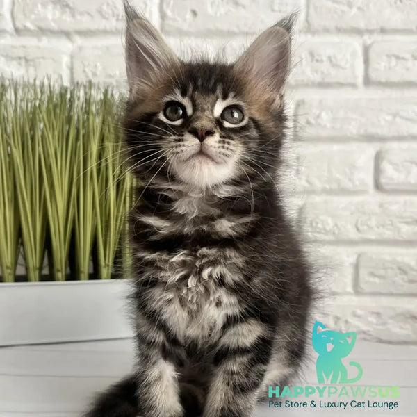 Jade Maine Coon female black tabby - live animals