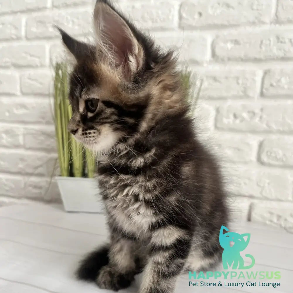 Jade Maine Coon female black tabby - live animals