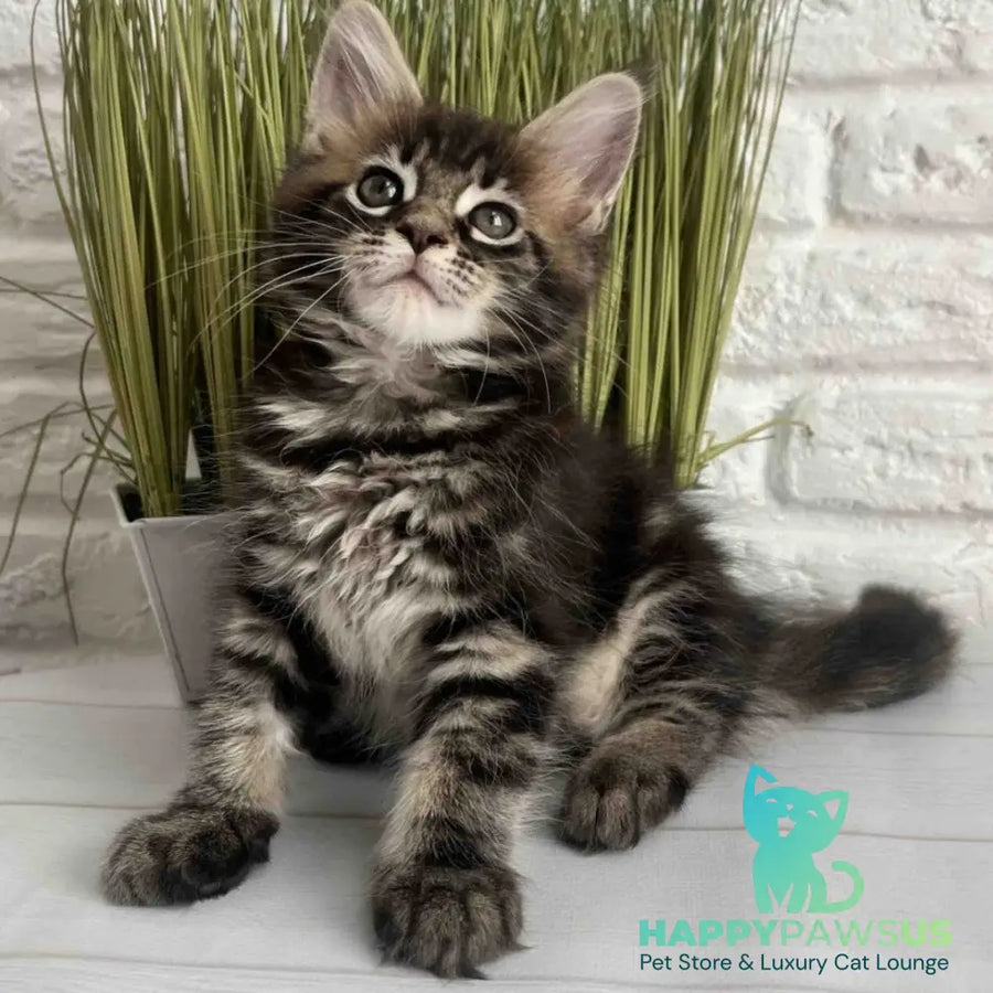 Jade Maine Coon female black tabby - live animals