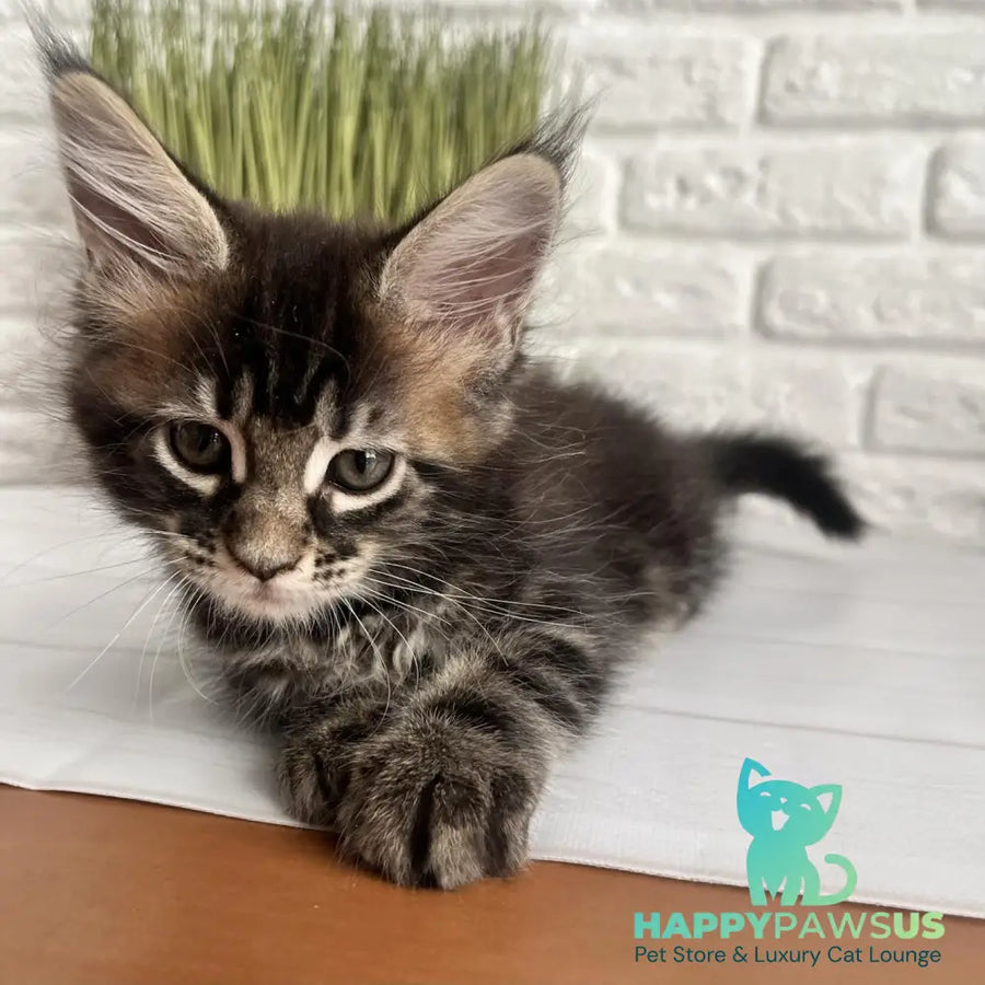 Jade Maine Coon female black tabby - live animals