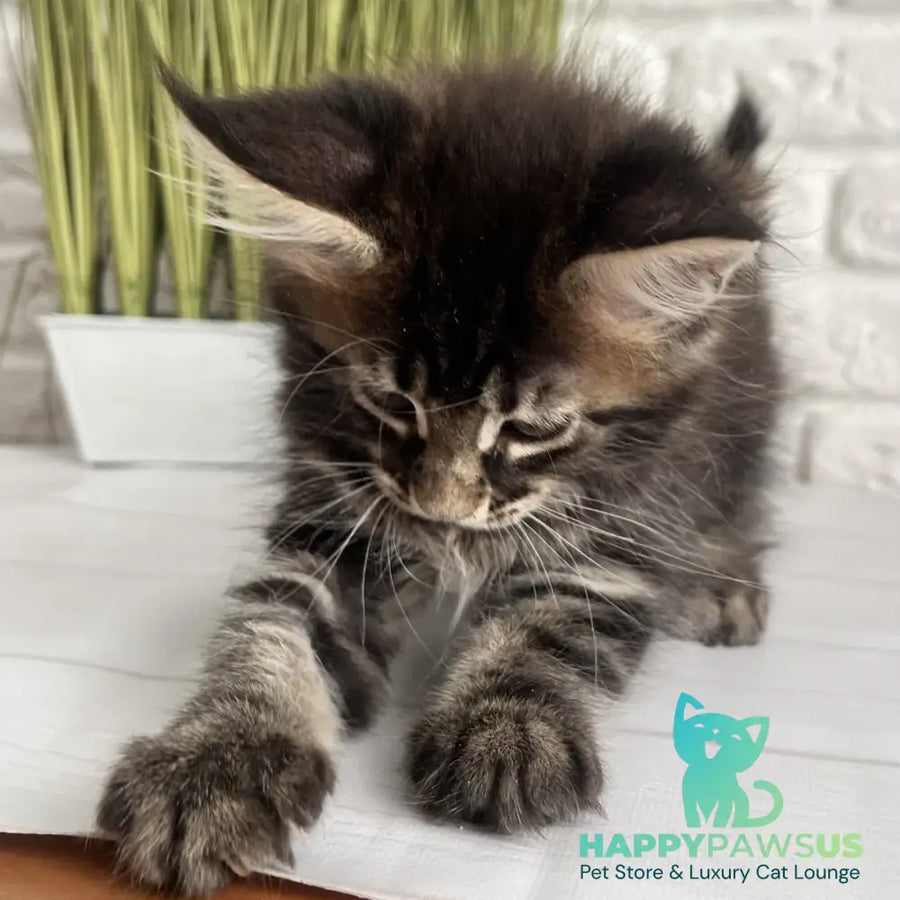 Jade Maine Coon female black tabby - live animals