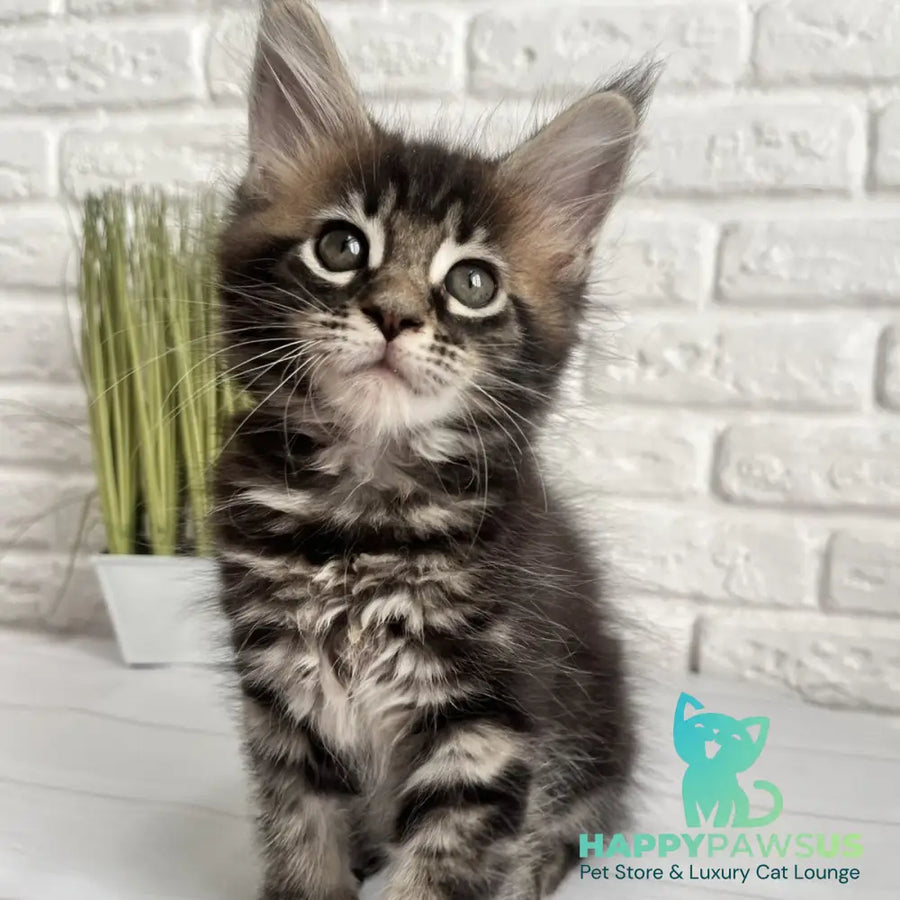 Jade Maine Coon female black tabby - live animals
