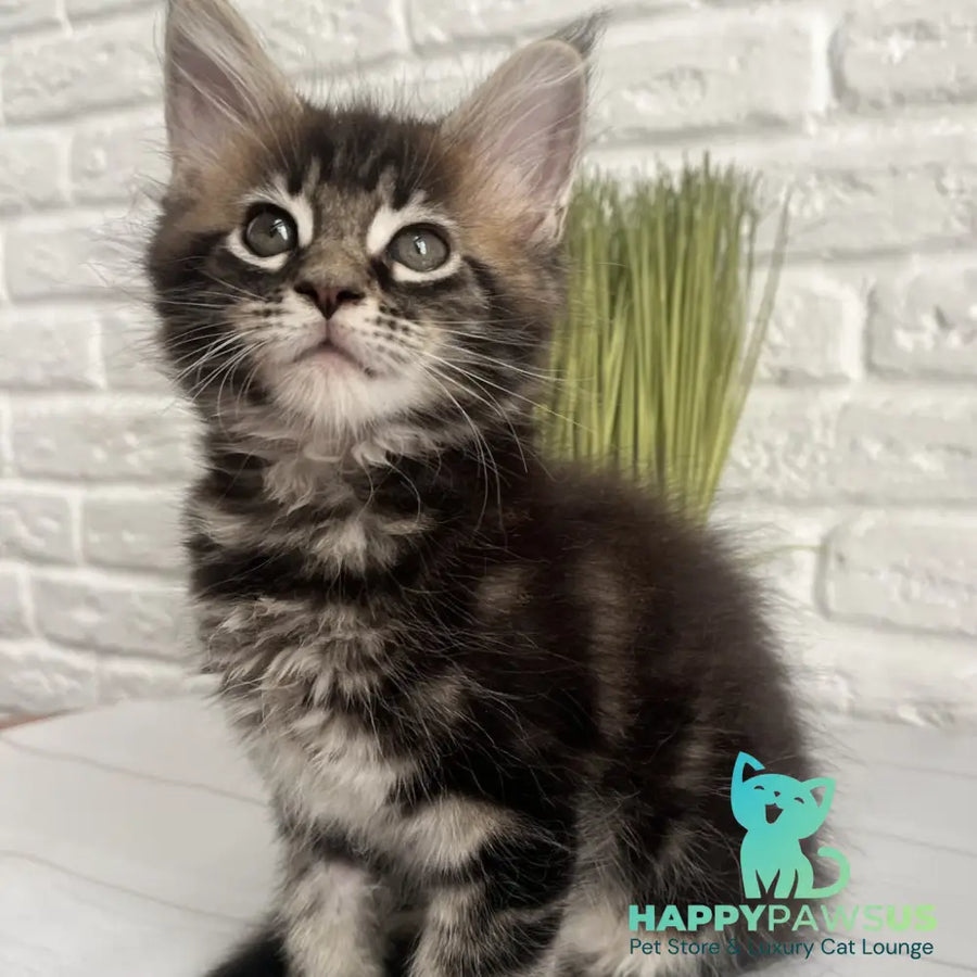 Jade Maine Coon female black tabby - live animals