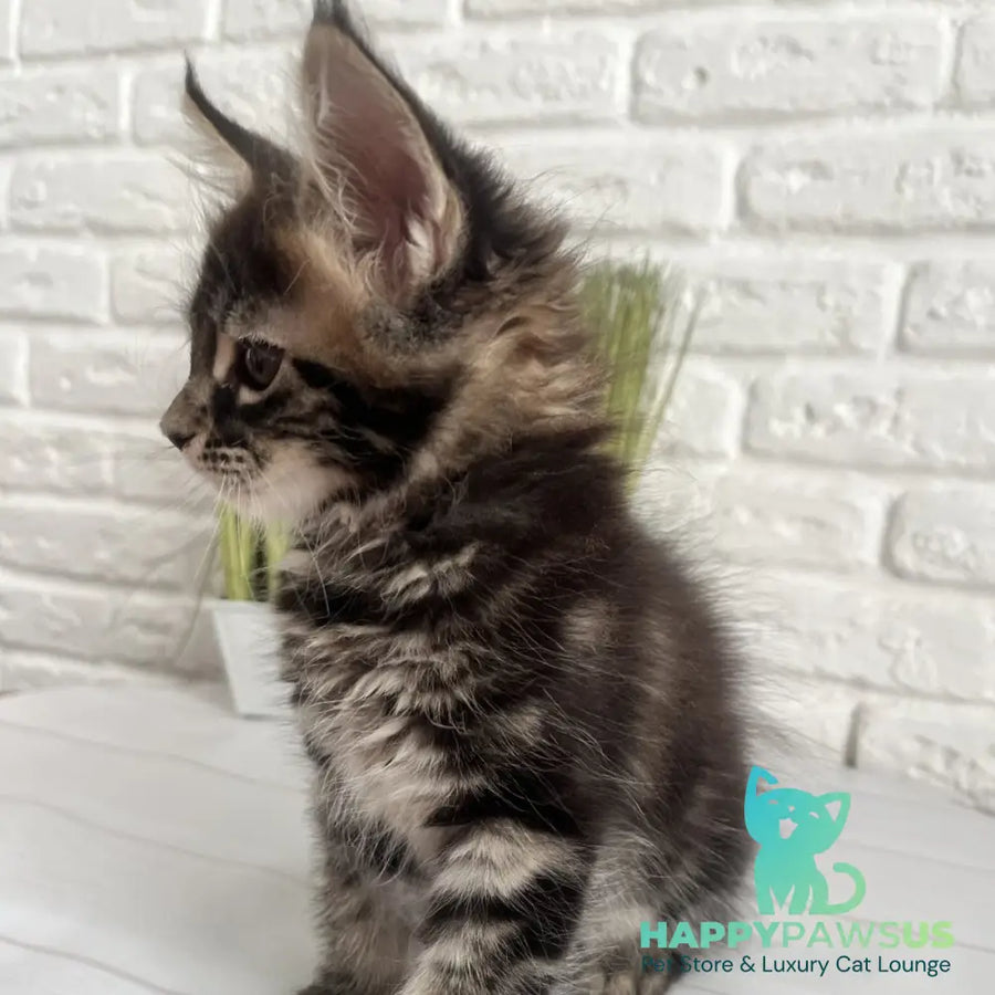 Jade Maine Coon female black tabby - live animals