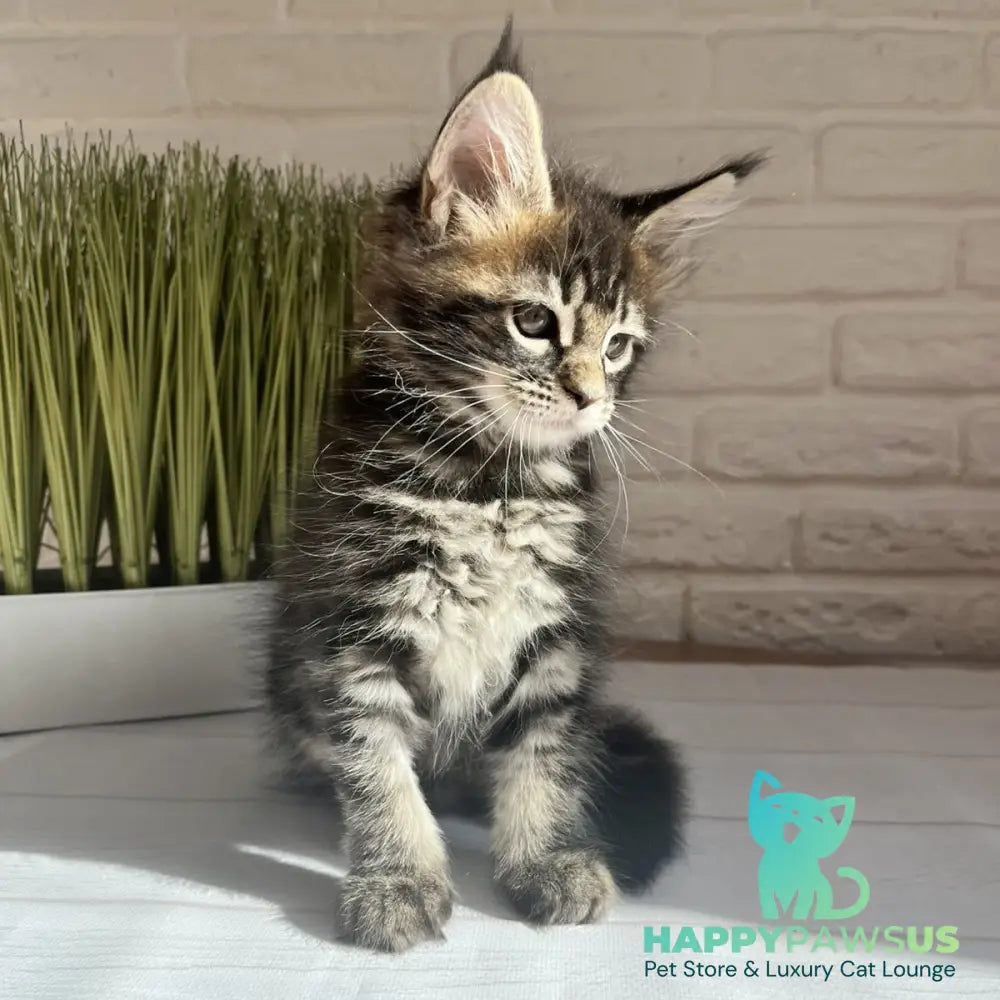 Jade Maine Coon female black tabby - live animals