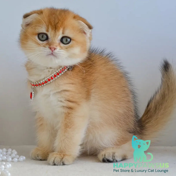 Jade Scottish Fold female black golden shaded - live animals