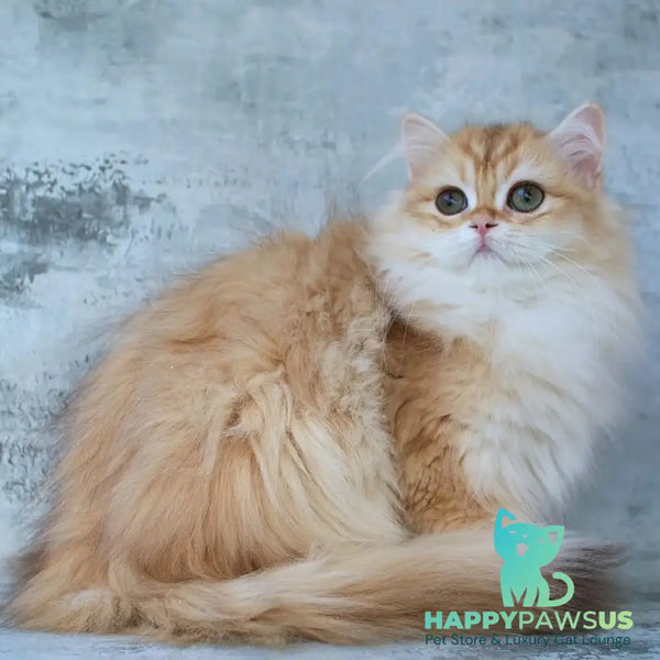 Jady British Longhair female chocolate golden chinchilla - live animals