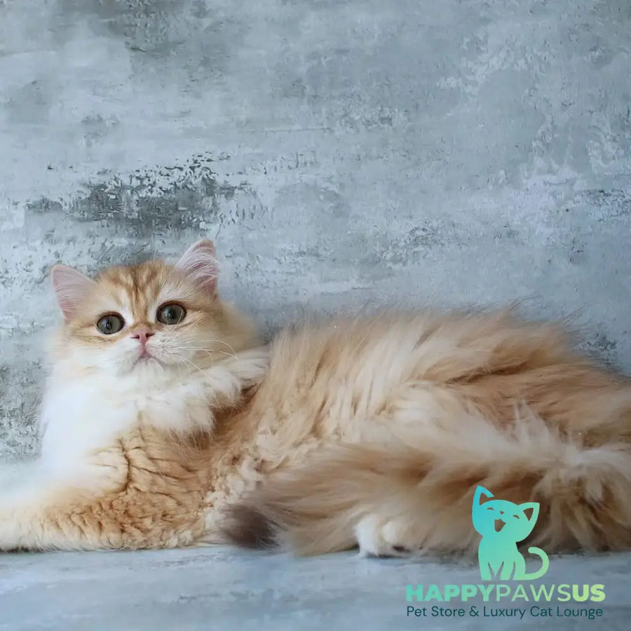 Jady British Longhair female chocolate golden chinchilla - live animals