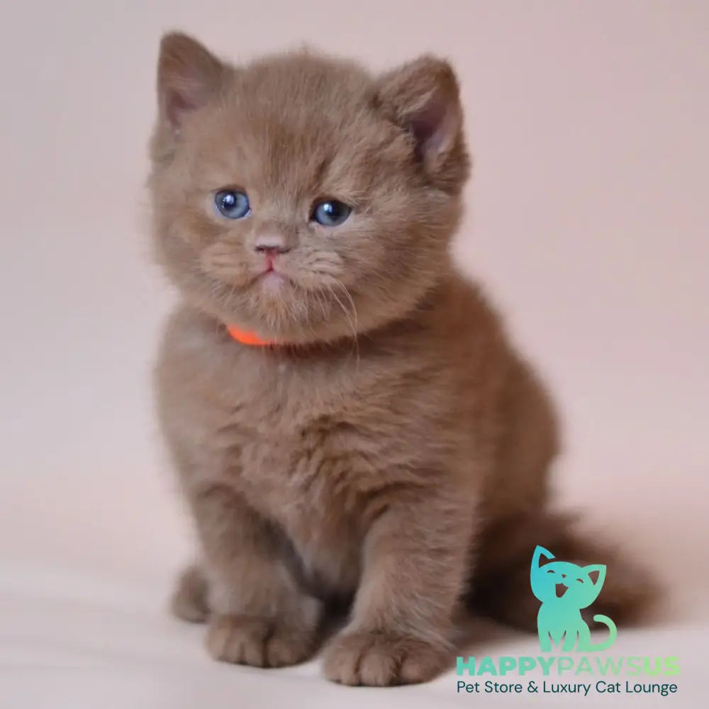 Jady British Shorthair female cinnamon - live animals