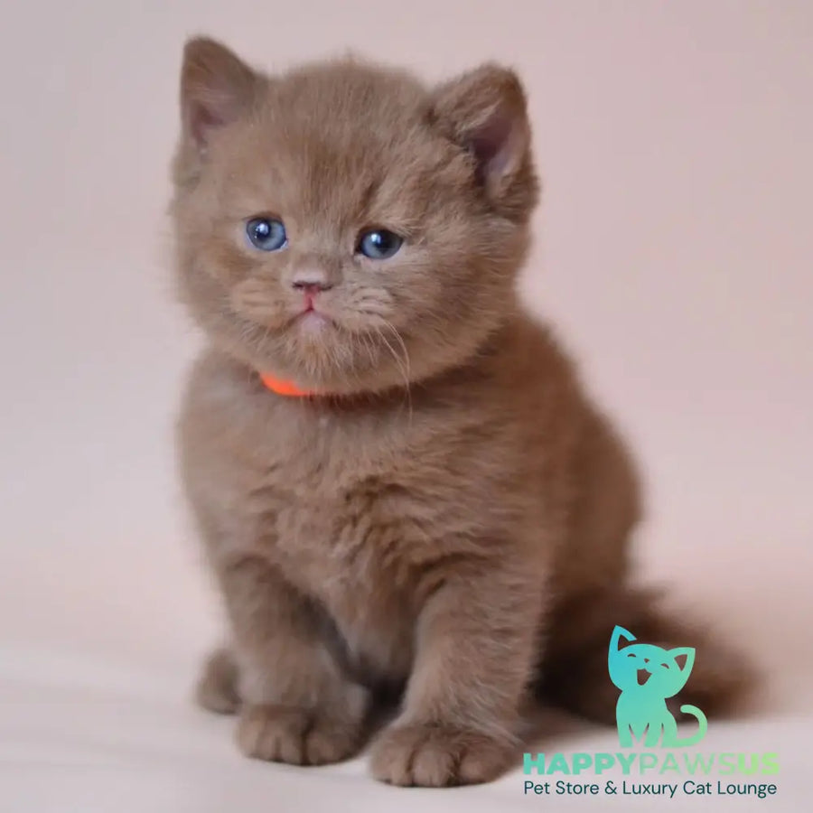 Jady British Shorthair female cinnamon - live animals