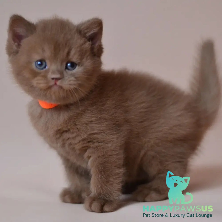 Jady British Shorthair female cinnamon - live animals