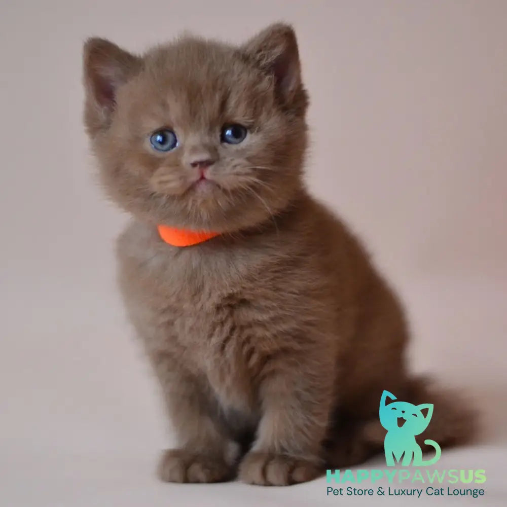 Jady British Shorthair female cinnamon - live animals