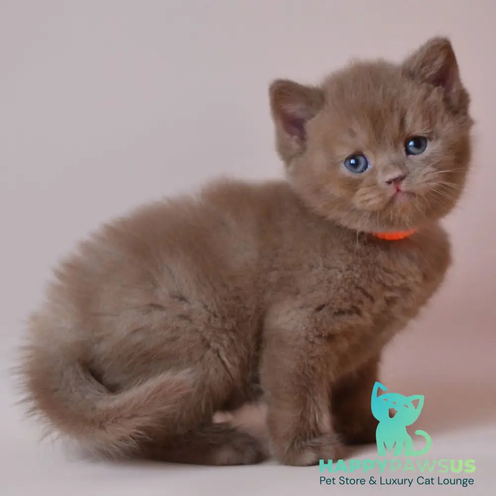 Jady British Shorthair female cinnamon - live animals