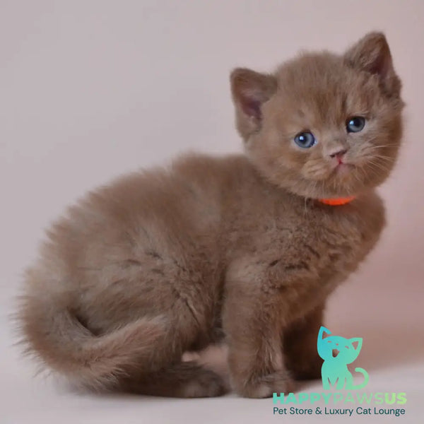 Jady British Shorthair female cinnamon - live animals